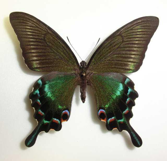 Papilio Gynandromorph 05 (Internet Image property of respective owner, non-commercial use only)